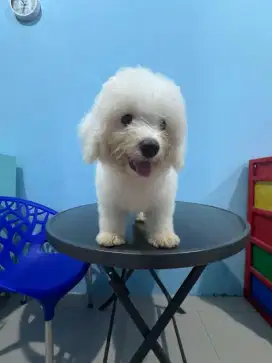 anak anjing bichon jantan 100% asli sudah vaksin