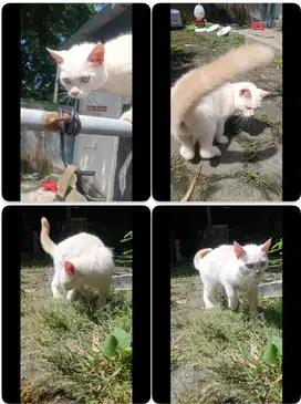 Kucing Persia berbagai Warna