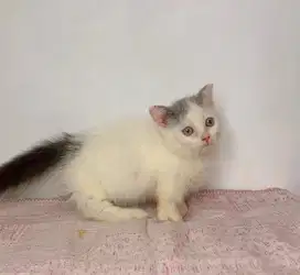 Kucing gaelic fold munchkin super cebol