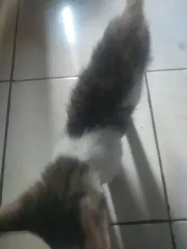 KUCING GRATIS ADA DIDESK