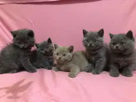 Kucing british shorthair anakan import bsh