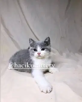 Kucing british shorthair