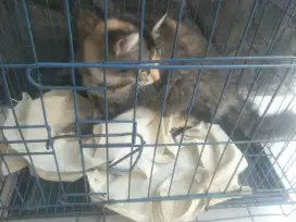 KUCING CEBOL DIPERCEPAT AMBIL BACA DESKRIPSI.
