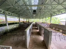 Di jual kadang babi masih baru di tabanan izin lengkap