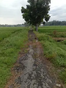 Tanah Sawah View Pegunungan Menoreh Di Sleman Barat