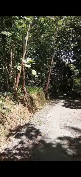 Tanah MURAH SHM di Kalibawang Kulon Progo dekat Sendang Sono