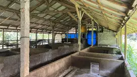 Di jual kandang babi murah di tabanan bali