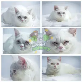 CAT BSH (british short hair)