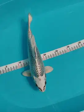 Koi Gin Matsuba