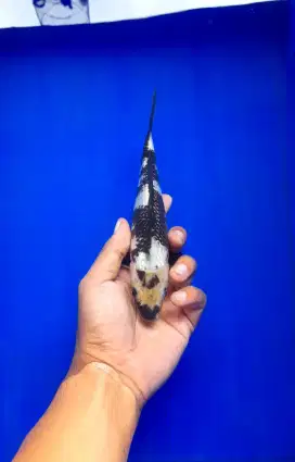 Koi Ginrin Shiro