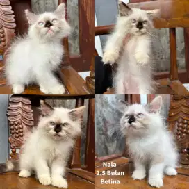Kucing Kitten Betina