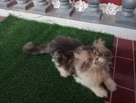 Open adobt Peaknose pejantan