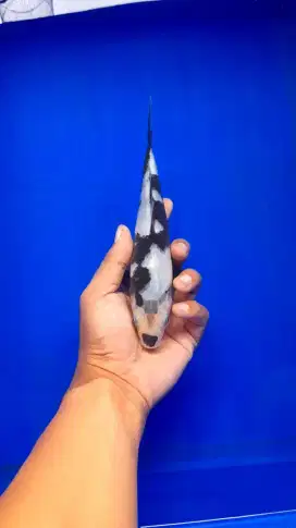 Koi Shiro Utsuri