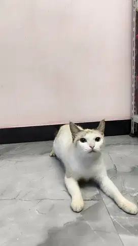 Kucing Himalaya ShortHair Betina