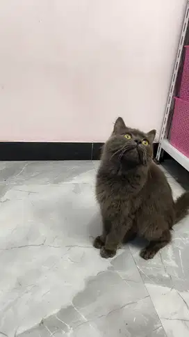 Kucing BLH British Long Hair Jantan
