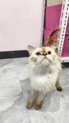 Kucing Himalaya Mix BSH Jantan