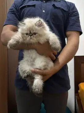 Kucing Kitten Persia long hair pesek gembul jantan