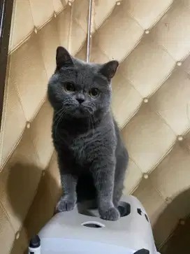 British short hair lepas adopt