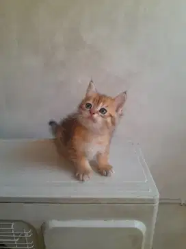 Lepas Borongan Anakan Kucing BSH