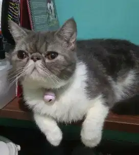Persia Exotic Peaknose Betina