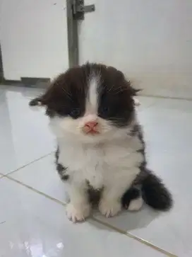 Kitten Kucing Scottish Fold Betina