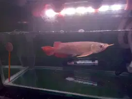 Arwana Super Red