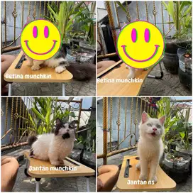 Kucing bsh x munchkin / persia x munchkin
