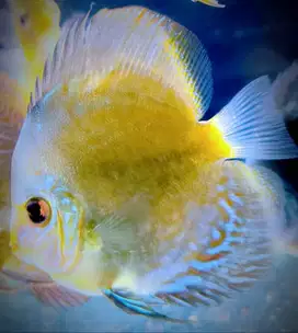 Discus Blue Mozaik 3.5 inch up