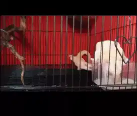 Sugar Glider Red Eyes Sepasang