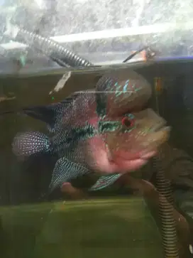 Ikan louhan kanfa