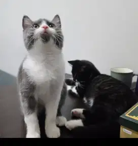 KUCING BSH JANTAN 4 BULAN. SEHAT LINCAH BUKAN BREEDER.