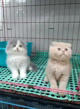 SCOTTISH FOLD CAT