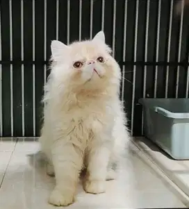 Peaknose Longhair Jantan