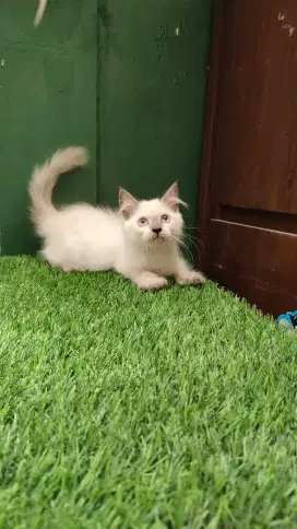 Himalaya Jantan