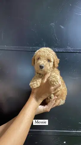 toy poodle non vaksin non stb male