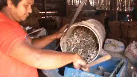 Tepung Ikan untuk Bahan Pakan / Penelitian