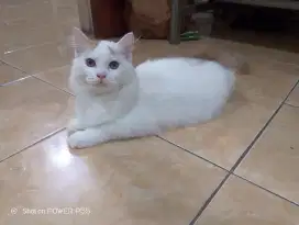 lepas adop Persia jantan