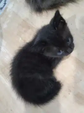 Kitten medium makan dryfood aktif main cod boleh
