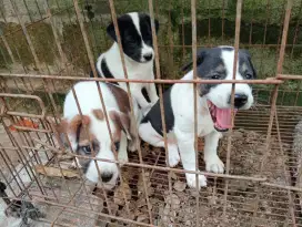 Anjing kampung yg gak kampungan
