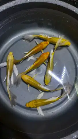Ikan koi kumpay sleyer