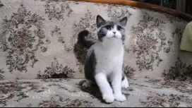 Kucing BSH Betina Bicolor Blue White