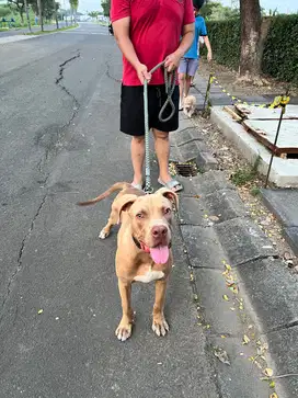 Pitbull Jantan umur 7 bulan