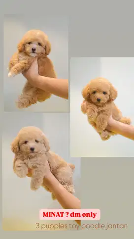 male puppies poodle