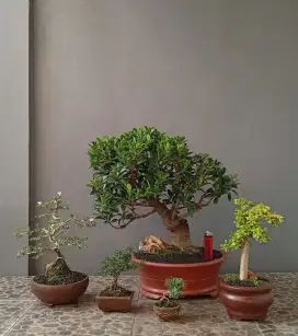 5 pohon bonsai hias mini