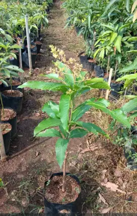 Pohon Mangga berbunga