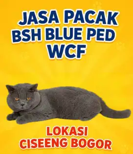 British Shorthair Blue Solid Ped WCF Jasa Pacak