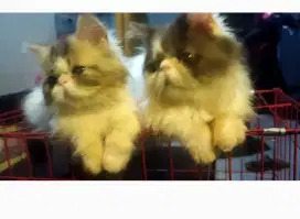 Kucing persia peaknose