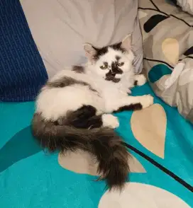 Kucing Persia umur 4bulan