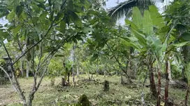 Di jual perkebunan produktif di tabanan