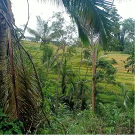 jual tanah penebel tabanan view sawah